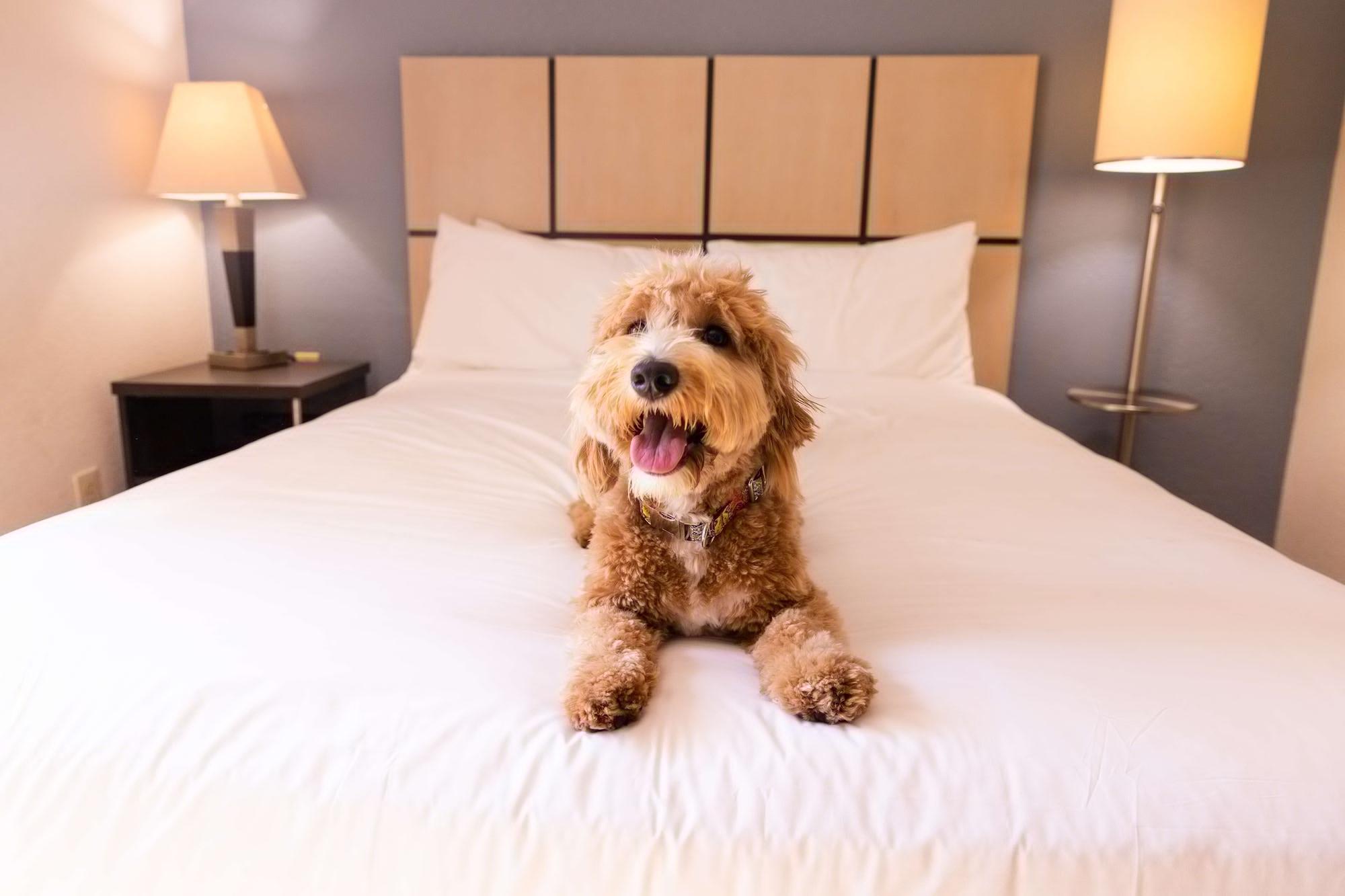 Sonesta Simply Suites Chicago Naperville Warrenville Εξωτερικό φωτογραφία